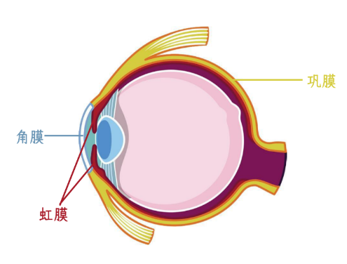 外斜视手术是通过调整眼外肌来矫正斜视，手术前需要齐全检查眼部结构和功能。